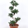 Ficus 'Microcarpa' (bonsai) 125 - 150 cm